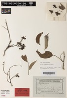 Isolectotype of Guioa comesperma Radlk. [family SAPINDACEAE]