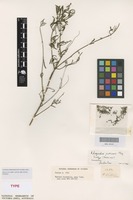Isotype of Rhagodia preissii Moq. [family AMARANTHACEAE]