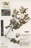 Isotype of Acacia chinchillensis Tindale [family FABACEAE]