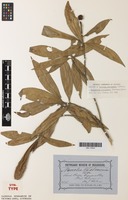 Syntype of Nauclea chalmersii F.Muell. [family RUBIACEAE]
