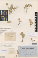Holotype of Gomphrena maitlandii F.Muell. [family AMARANTHACEAE]