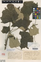 Lectotype of Brachychiton discolor F.Muell. [family MALVACEAE]