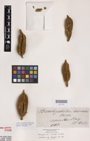 Isolectotype of Brachychiton discolor F.Muell. [family MALVACEAE]