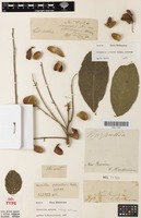 Isotype of Harpullia pedicellaris Radlk. [family SAPINDACEAE]