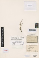 Isotype of Acacia aneura F.Muell. ex Benth. [family FABACEAE]