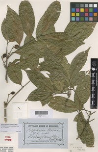 Lectotype of Sarcotoechia protracta Radlk. [family SAPINDACEAE]