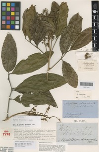 Isotype of Nephelium beckleri Benth. [family SAPINDACEAE]