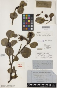 Holotype of Eucalyptus nutans F.Muell. [family MYRTACEAE]