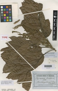 Isolectotype of Cupania cordieri F.Muell. [family SAPINDACEAE]
