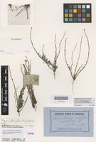 Isotype of Schoenia chlorocephala Turcz. [family ASTERACEAE]