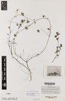 Isolectotype of Geranium potentilloides Hook.f var. debile [family GERANIACEAE]