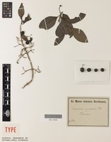 Type of Coprosma cymosa Hillebr. [family RUBIACEAE]