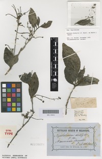 Syntype of Ratonia distylis Benth. [family SAPINDACEAE]