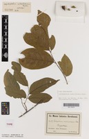 Isotype of Lepidopetalum subdichotomum Radlk. [family SANTALACEAE]