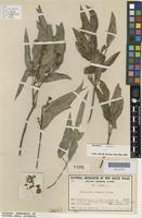 Isotype of Eucalyptus rummeryi Maiden [family MYRTACEAE]