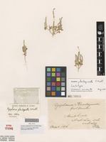 Lectotype of Dysphania plantaginella F.Muell. [family AMARANTHACEAE]