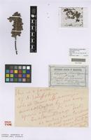 Holotype of Acacia baileyana F.Muell. [family FABACEAE]