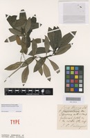 Syntype of Coprosma lanceolaris F.Muell. [family RUBIACEAE]