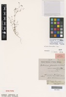 Syntype of Galium parisiense Ewart and Jean White var. australe [family RUBIACEAE]