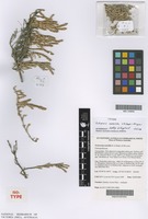 Isotype of Tecticornia annelida K.A.Sheph. & M.Lyons [family AMARANTHACEAE]
