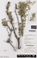 Isotype of Nyssanthes longistyla C.H.Miller [family AMARANTHACEAE]