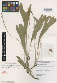 Isotype of Synaphea macrophylla A.S.George [family PROTEACEAE]