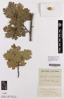 Isotype of Quercus chymophylla Gand. [family FAGACEAE]