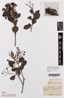 Isotype of Syzygium umbrosum Thwaites [family MYRTACEAE]