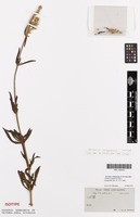 Isotype of Centema angolensis Hook.f. [family AMARANTHACEAE]
