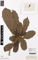 Isotype of Trichadenia zeylanica Thwaites [family FLACOURTIACEAE]