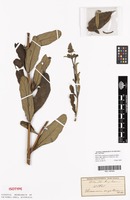 Isotype of Sesamum angolense Welw. [family PEDALIACEAE]