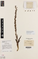 Isotype of Disa aconitoides Sond. [family ORCHIDACEAE]