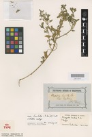 Isotype of Rhagodia hastata R.Br. [family AMARANTHACEAE]
