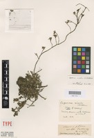 Holotype of Coprosma nivalis W.R.B.Oliv. [family RUBIACEAE]