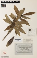 Syntype of Nauclea chalmersii F.Muell. [family RUBIACEAE]
