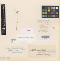 Holotype of Alternanthera leptophylla Benth. [family AMARANTHACEAE]
