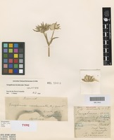 Holotype of Gomphrena involucrata Ewart [family AMARANTHACEAE]