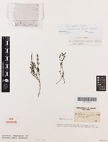 Isotype of Erica rugata E.G.H.Oliv. [family ERICACEAE]