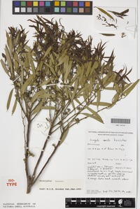 Isotype of Eucalyptus horistes L.A.S.Johnson & K.D.Hill [family MYRTACEAE]