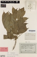 Isotype of Streptostigma viridiflorum Thwaites [family SAPINDACEAE]