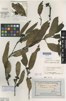 Isolectotype of Eucalyptus conglobata R.Br. ex Maiden var. anceps [family MYRTACEAE]