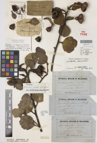 Isotype of Eucalyptus nutans F.Muell. [family MYRTACEAE]