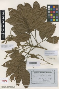 Lectotype of Cupania cordieri F.Muell. [family SAPINDACEAE]
