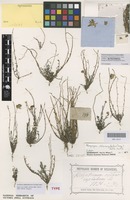 Isotype of Schoenia chlorocephala Turcz. [family ASTERACEAE]