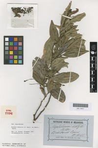 Syntype of Ratonia distylis Benth. [family SAPINDACEAE]