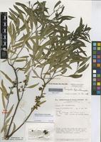 Isotype of Eucalyptus hypochamydea Brooker [family MYRTACEAE]