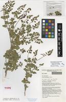 Holotype of Goodia stenocarpa I.Thomps. [family FABACEAE]