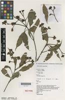 Isotype of Stockwellia quadrifida D.J.Carr, S.G.M.Carr & B.Hyland [family MYRTACEAE]