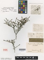 Isotype of Cryptandra glabriflora Benth. [family RHAMNACEAE]