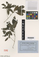 Syntype of Coprosma lanceolaris F.Muell. [family RUBIACEAE]